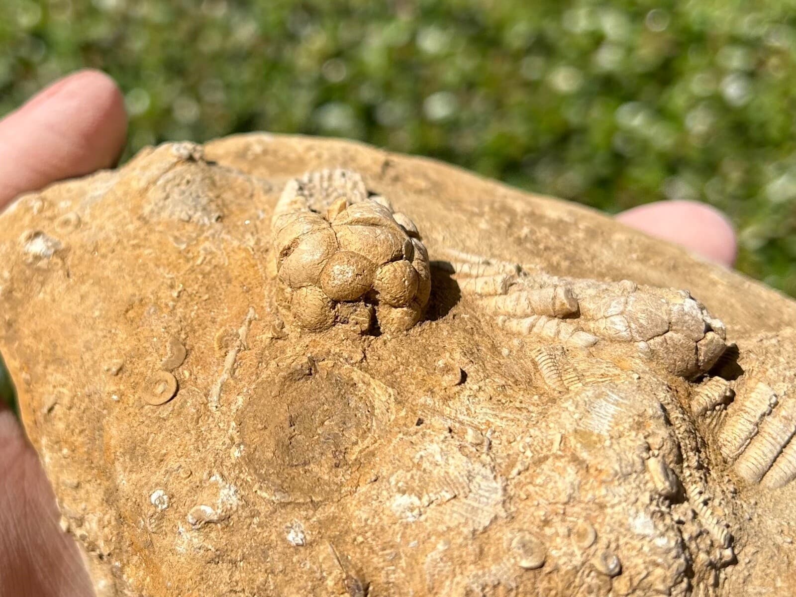 TRIPLE Fossil Crinoids in Matrix Cymbiocrinus Agassizcrinus Alabama Bangor Fm 5