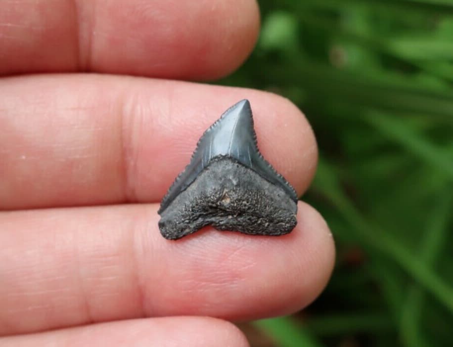 0.78" Carcharhinus sp. Fossil Shark Tooth Florida