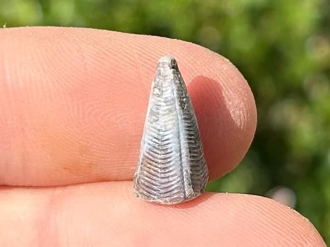 Fossil Conularid Conularia Texas Pennsylvanian Age Grahm Formation 2