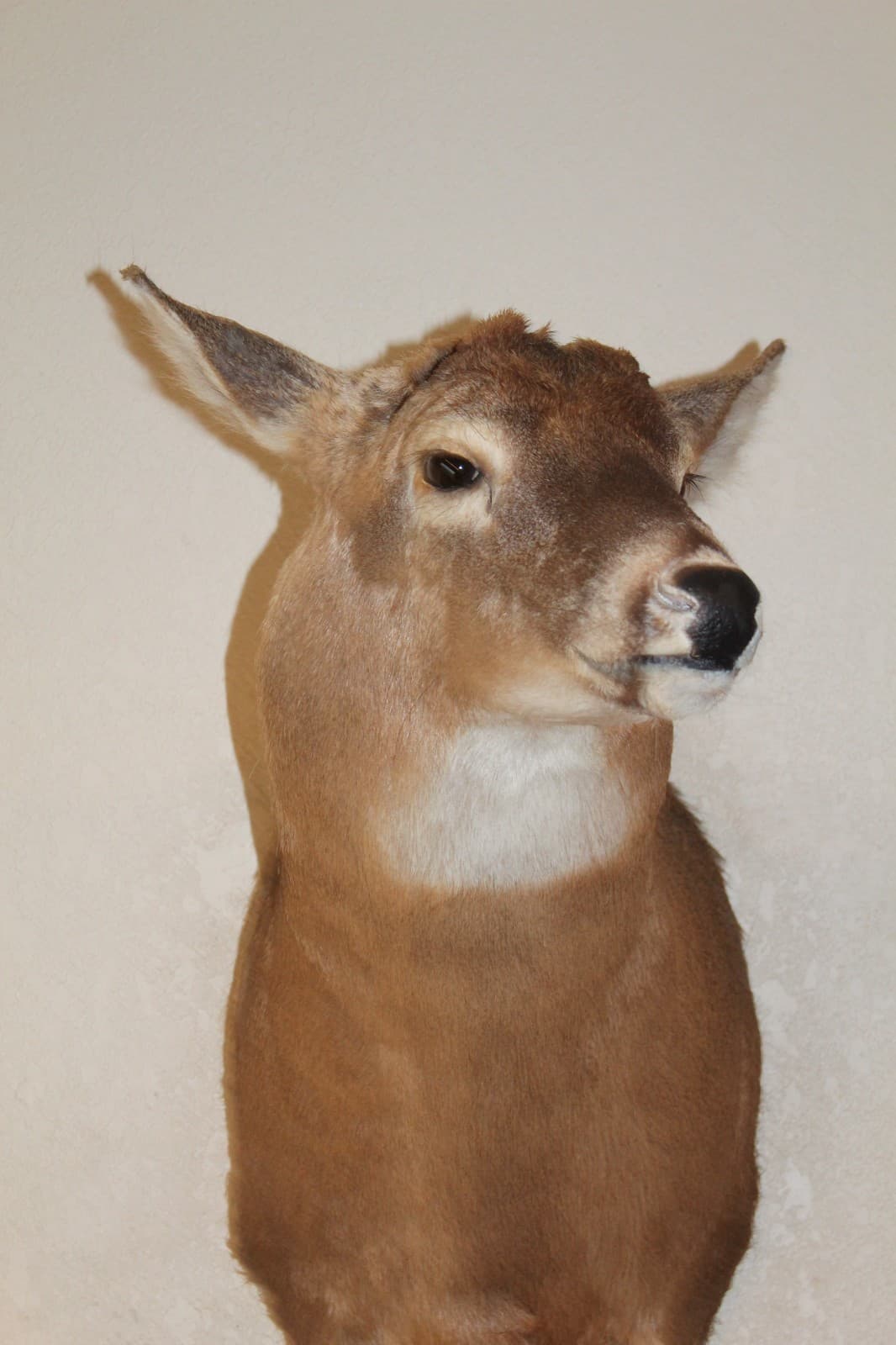 Whitetail Deer Head Shoulder Mount Taxidermy Mount Antler Hunt Rack Mule Hide 3