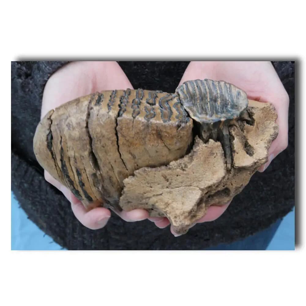 Mammuthus primigenius, Woolly Mammoth – Juvenile  S2 and S3 in place