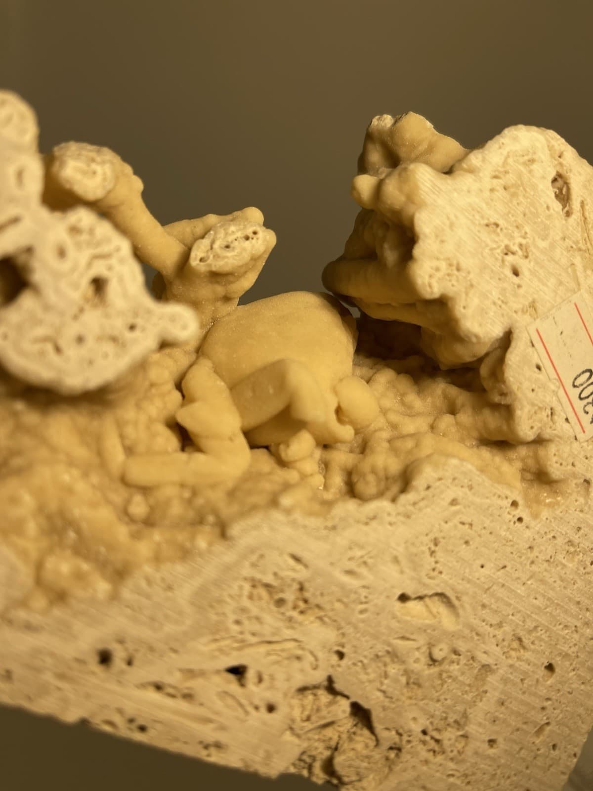 Travertine crab fossil 2