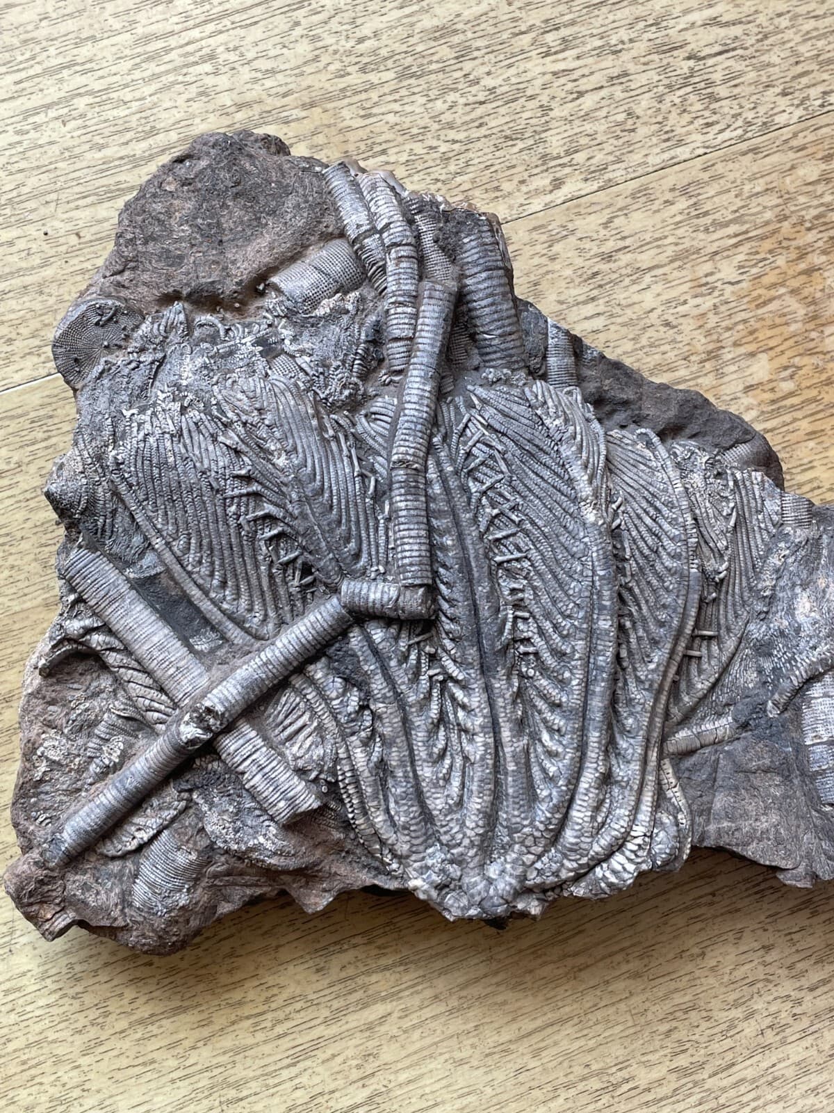 876g Triassic Natural crinoid specimen Geologic rock 6