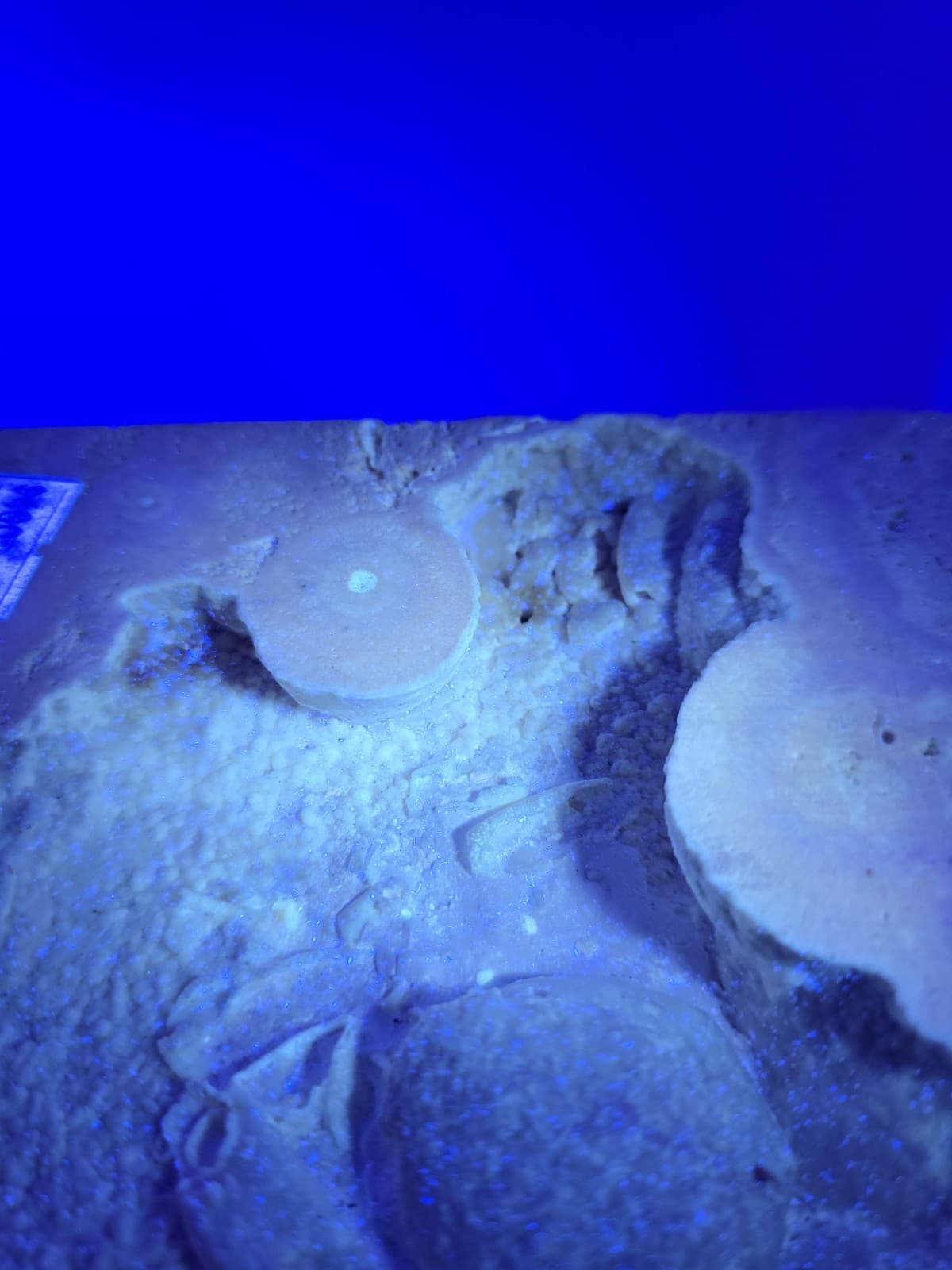 Travertine crab fossil 5