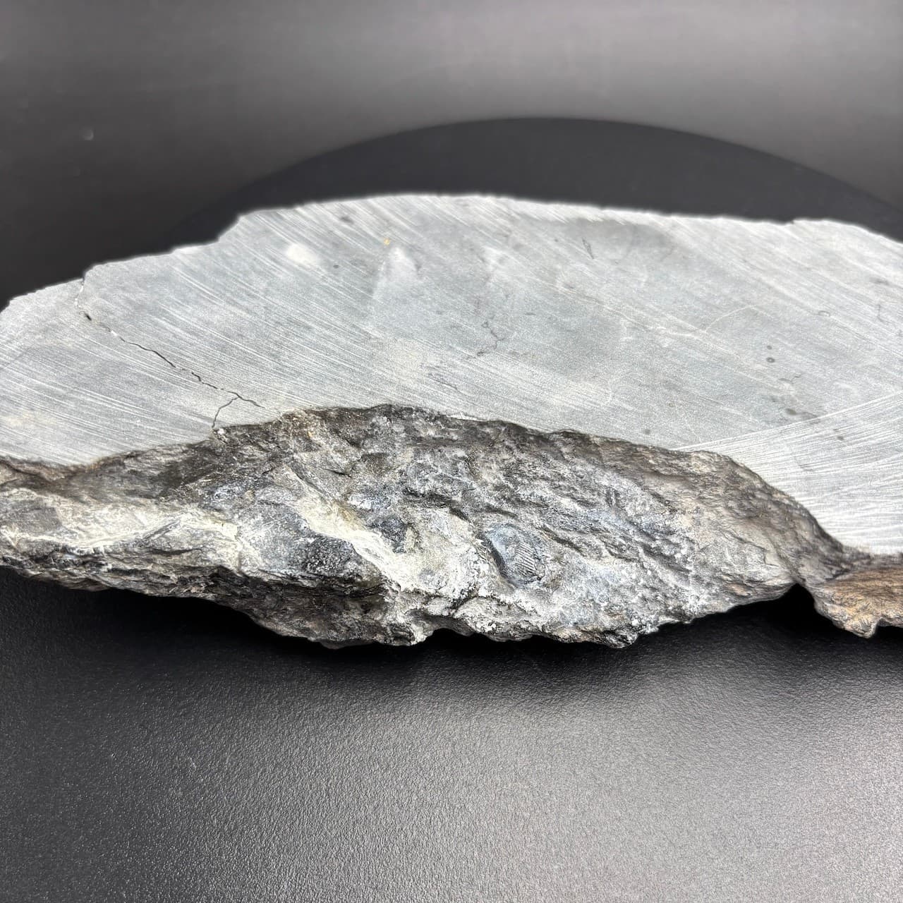 Rhinopteraspis dunensis fossil fish - Devonian Germany - 23 cm 6