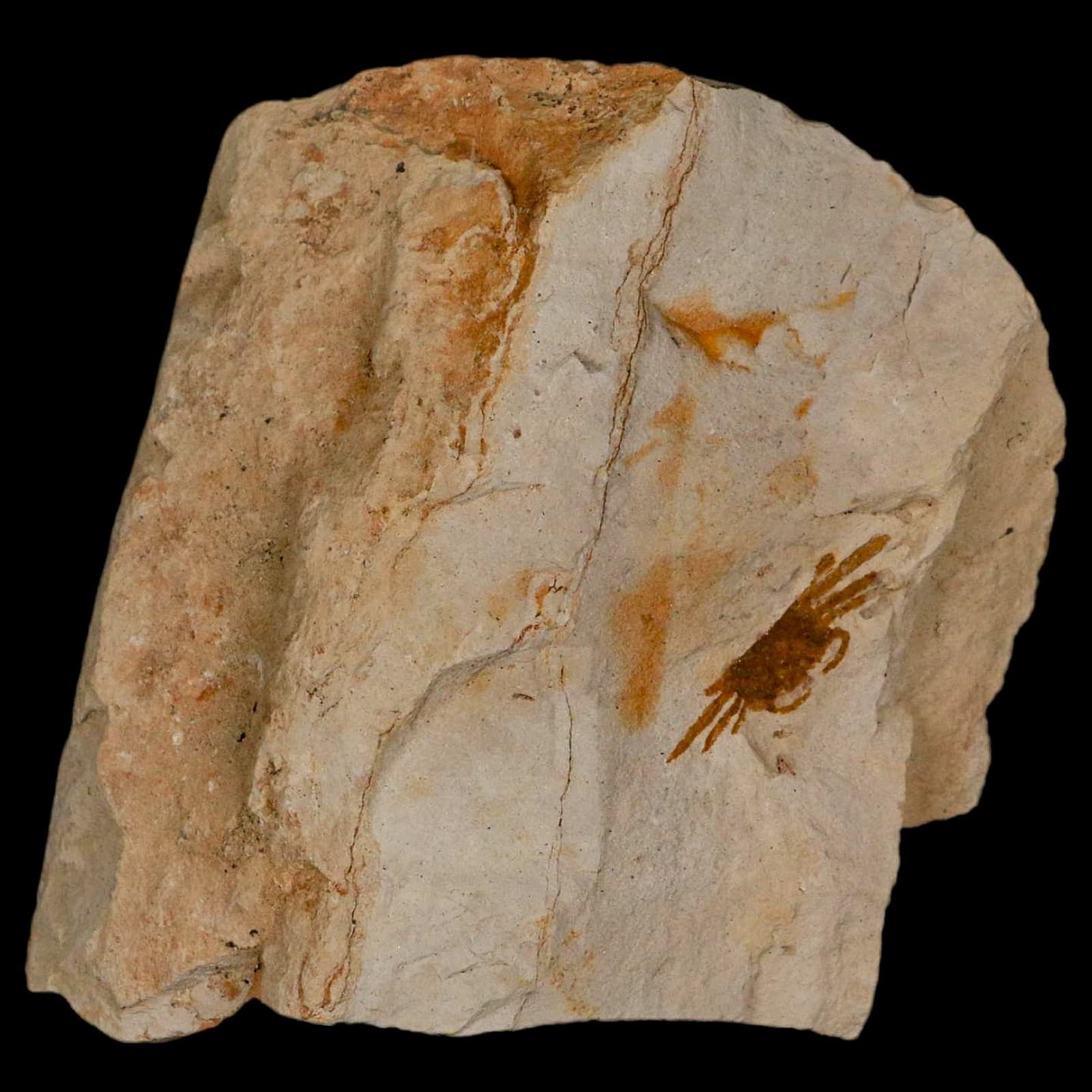 1.2" Fossil Crab Pinnixa Galliheri Pea Crab Monterey Cty San Luis Obispo Miocene 2