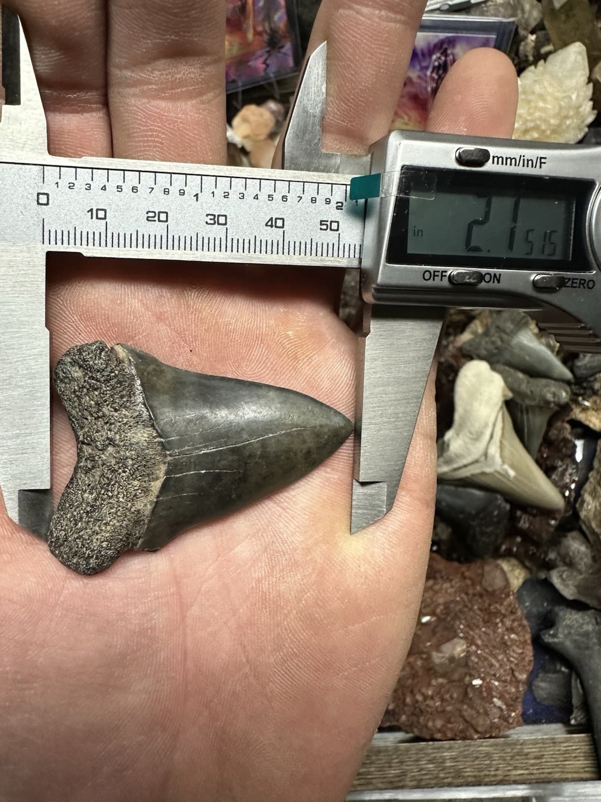 2.3” CARCHARODON MAKO TOOTH HASTALIS MEGALODON ERA South Carolina WHITE SHARK 5