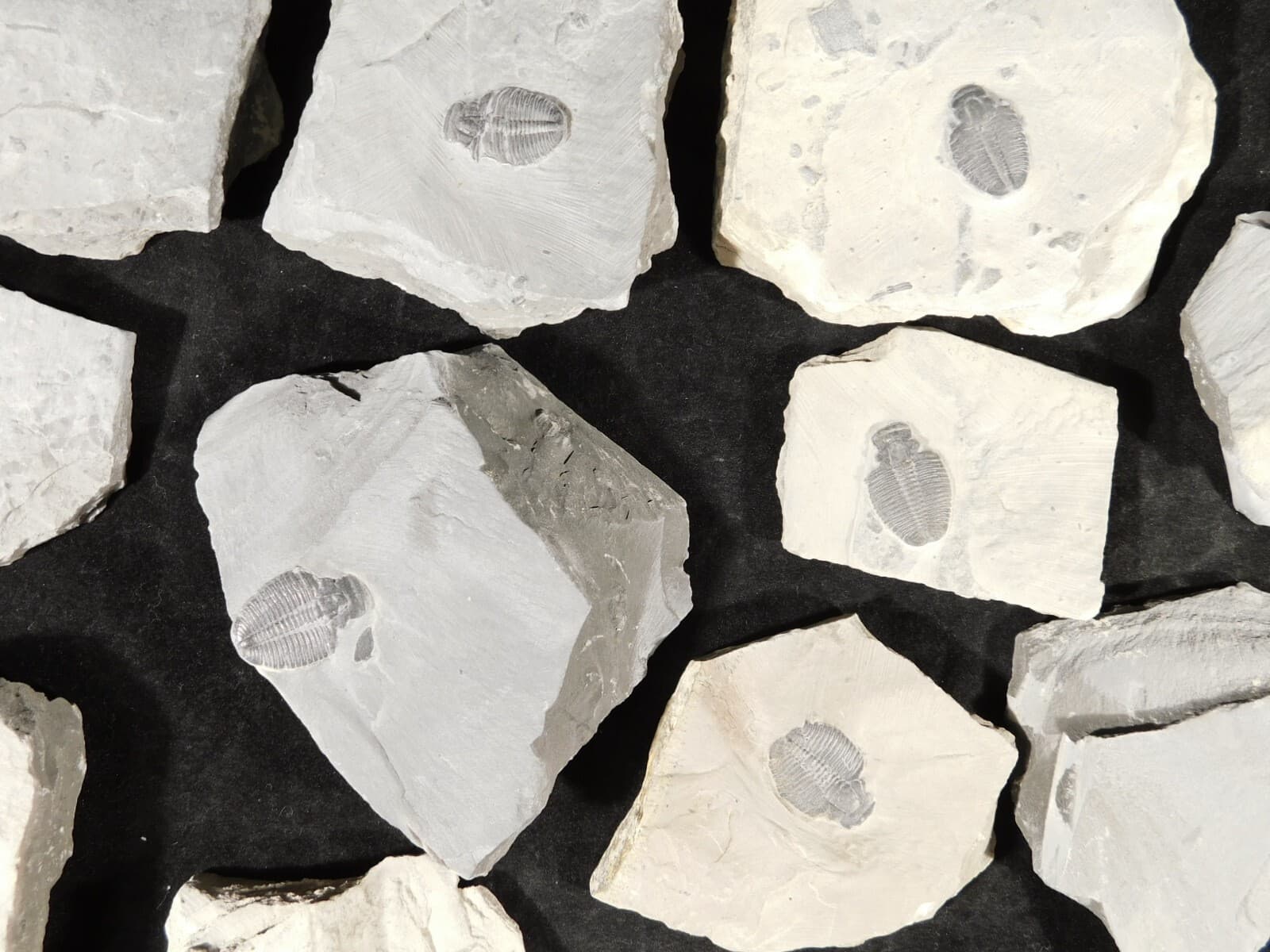 Small 100% Natural Elrathia TRILOBITE Fossil From Cambrian Utah 5