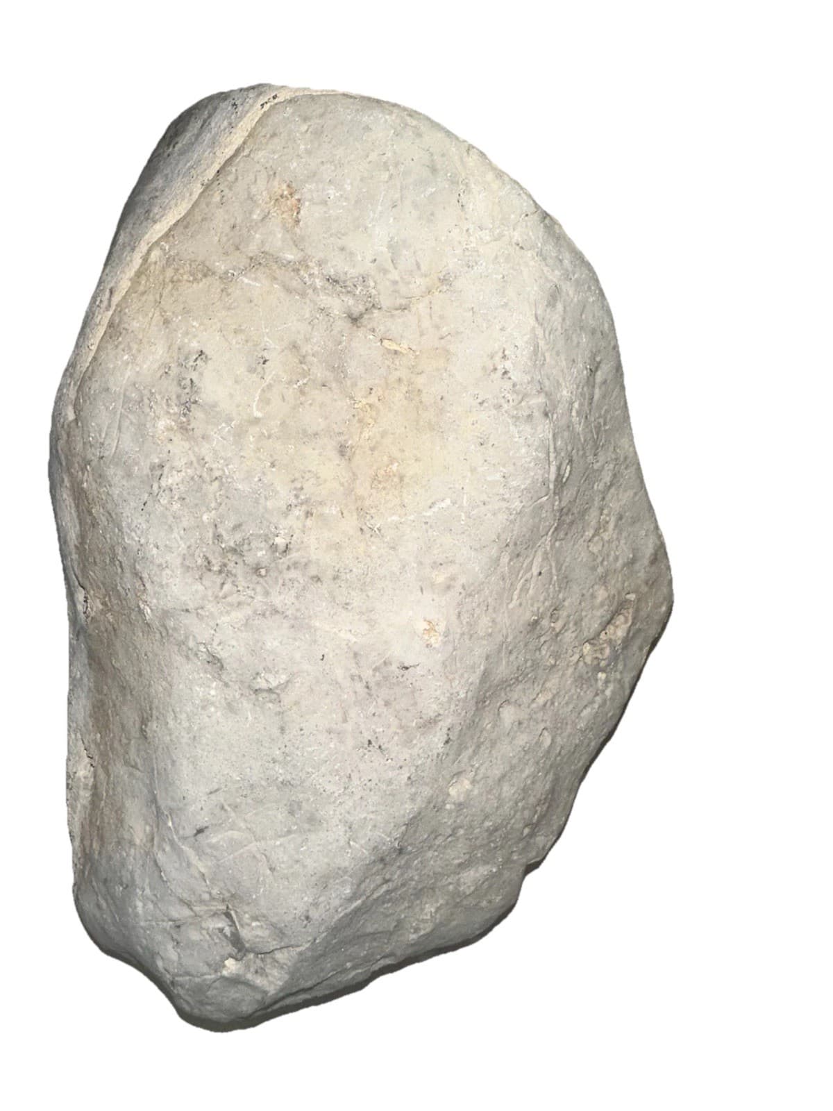 Large Raphidonema Sponge Fossil Specimen from the Cretaceous Period Southern, NV 6