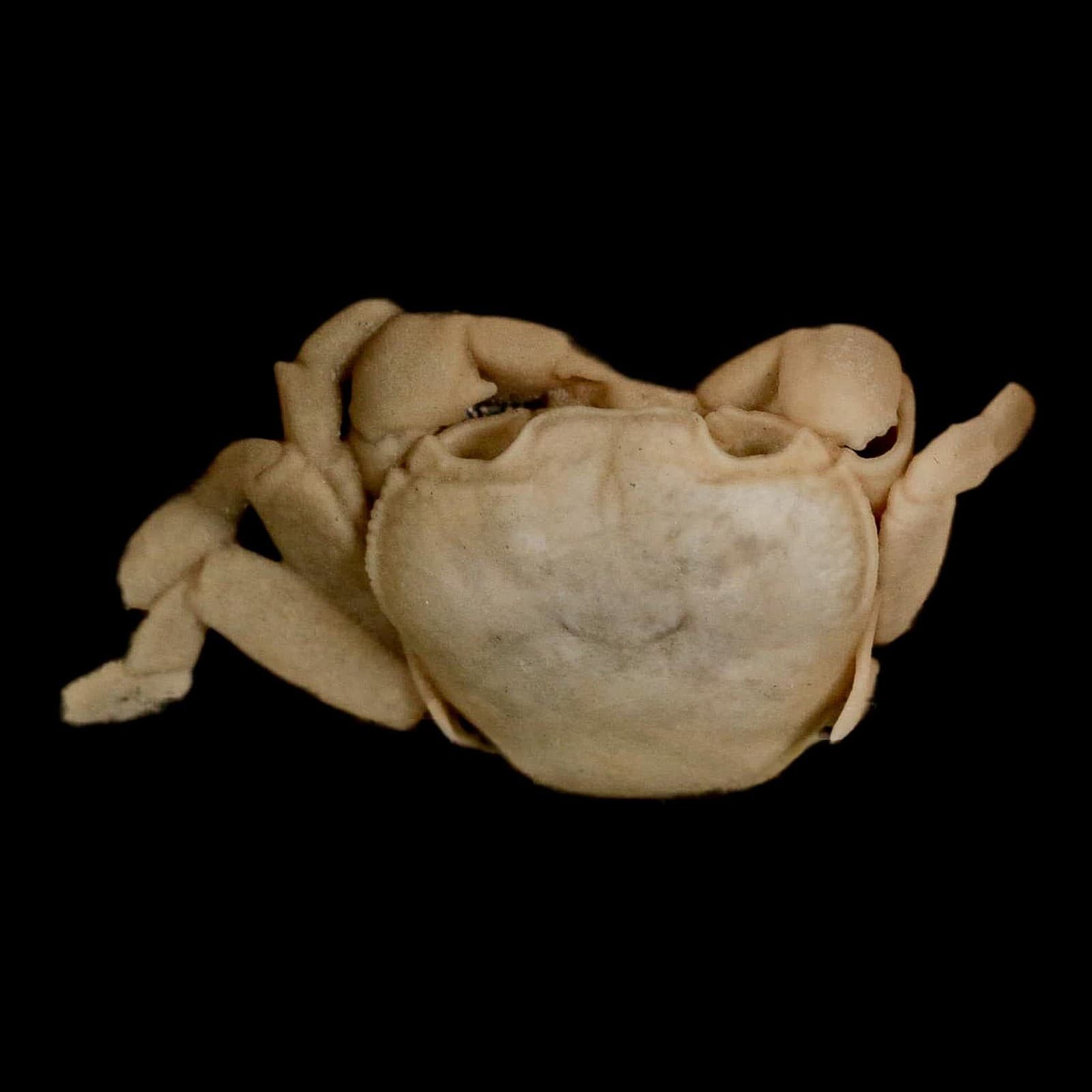 2.2" Potaman Sp Fossil Freshwater Crab In Travertine Denizli Basin Southwest 6