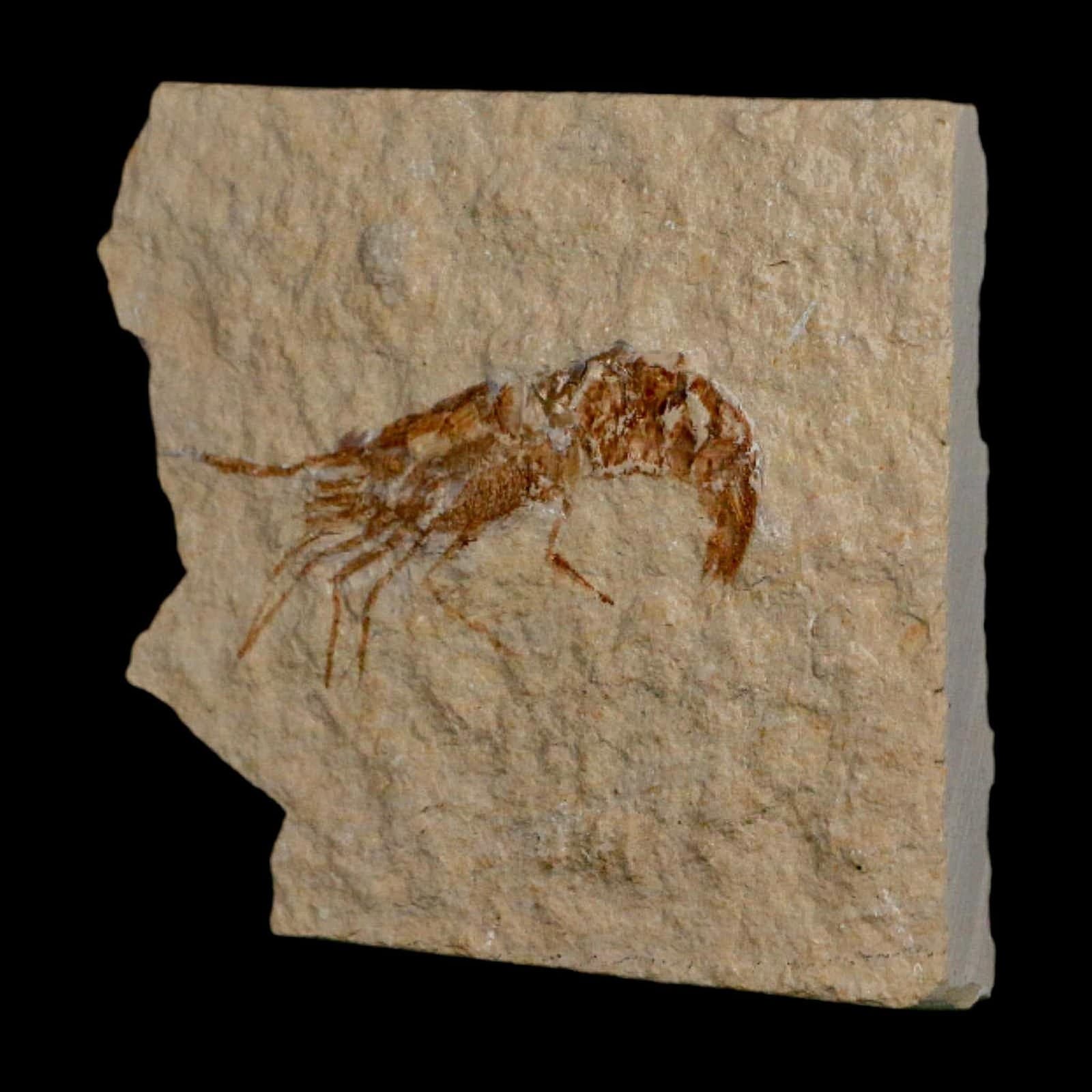 2" Fossil Shrimp Carpopenaeus Cretaceous Age 100 Mil Yrs Old Lebanon COA 5