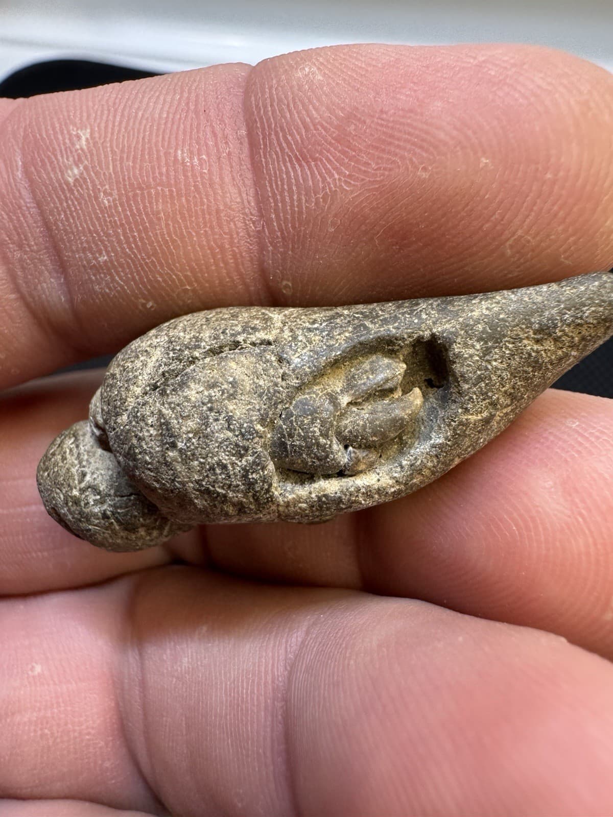 Cretaceous Period Fossil Hermit Crab From North Mississippi