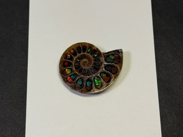 SPECTACULAR RARE,AMMOLITE(CANADA) INLAY IN FOSSIL AMMONITE(MADAGASCAR)SEE VIDEO! 3