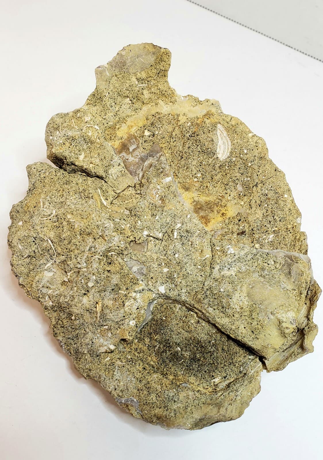 Large Fossilized Shell 5" 5