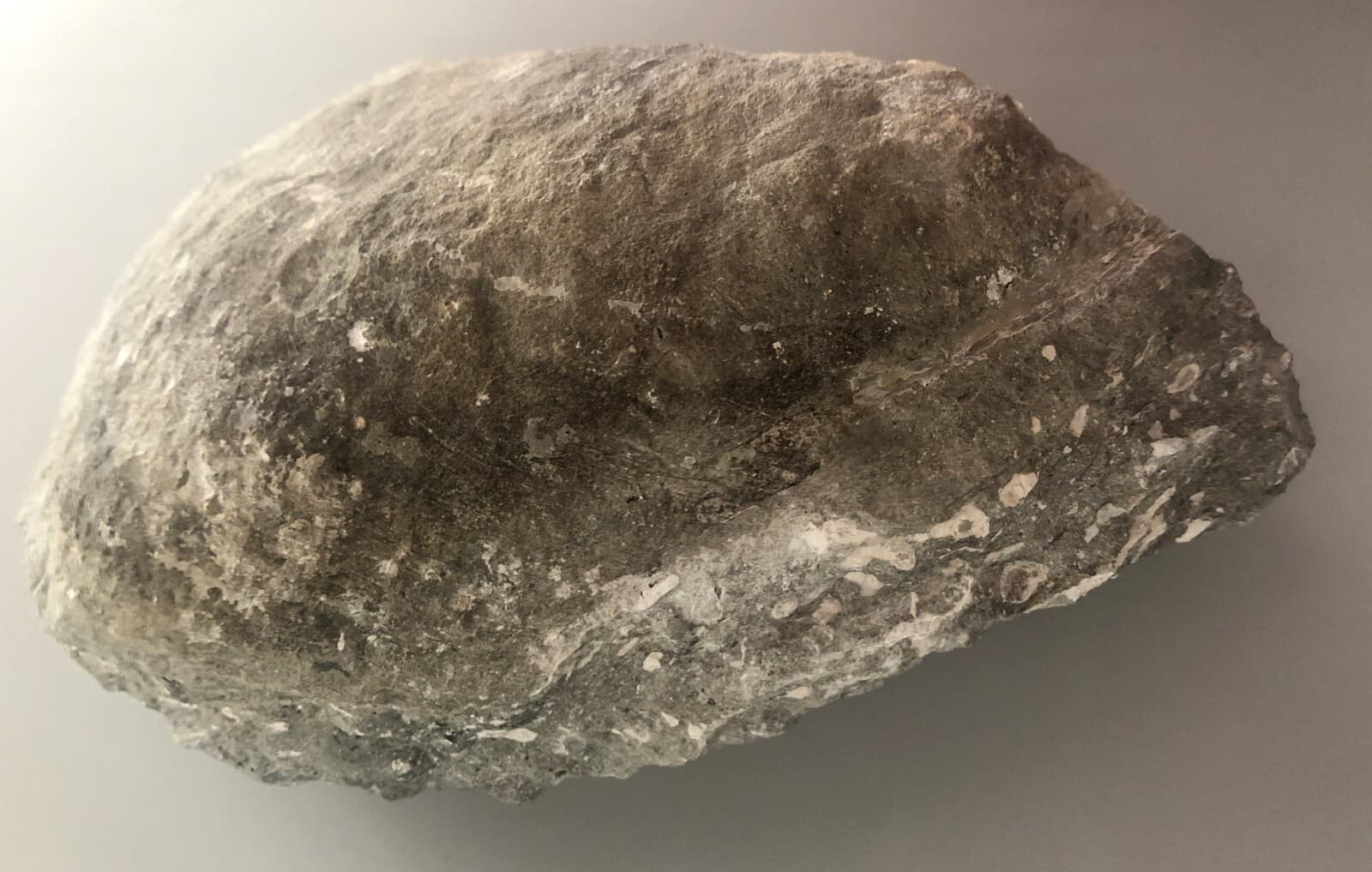 Fossil Mussel Shell from Dajti Mountain, Tirane, Albania. 5