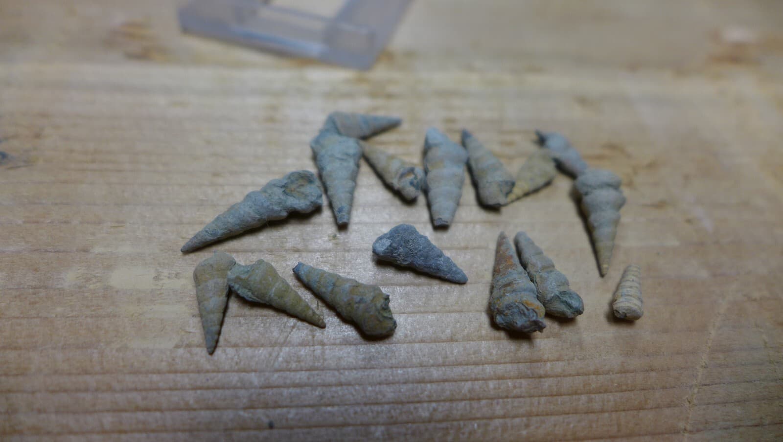 GEOLOGICAL ENTERPRISES Pennsylvanian fossil gastropods Pseudozygopleura sp lot