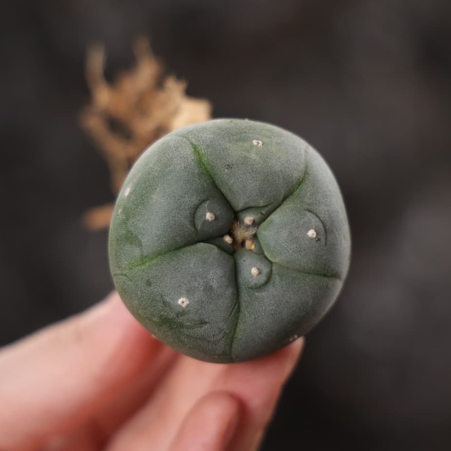 10 Pcs MIni RareSucculent Cactus plant fricii Plant 4CM 4