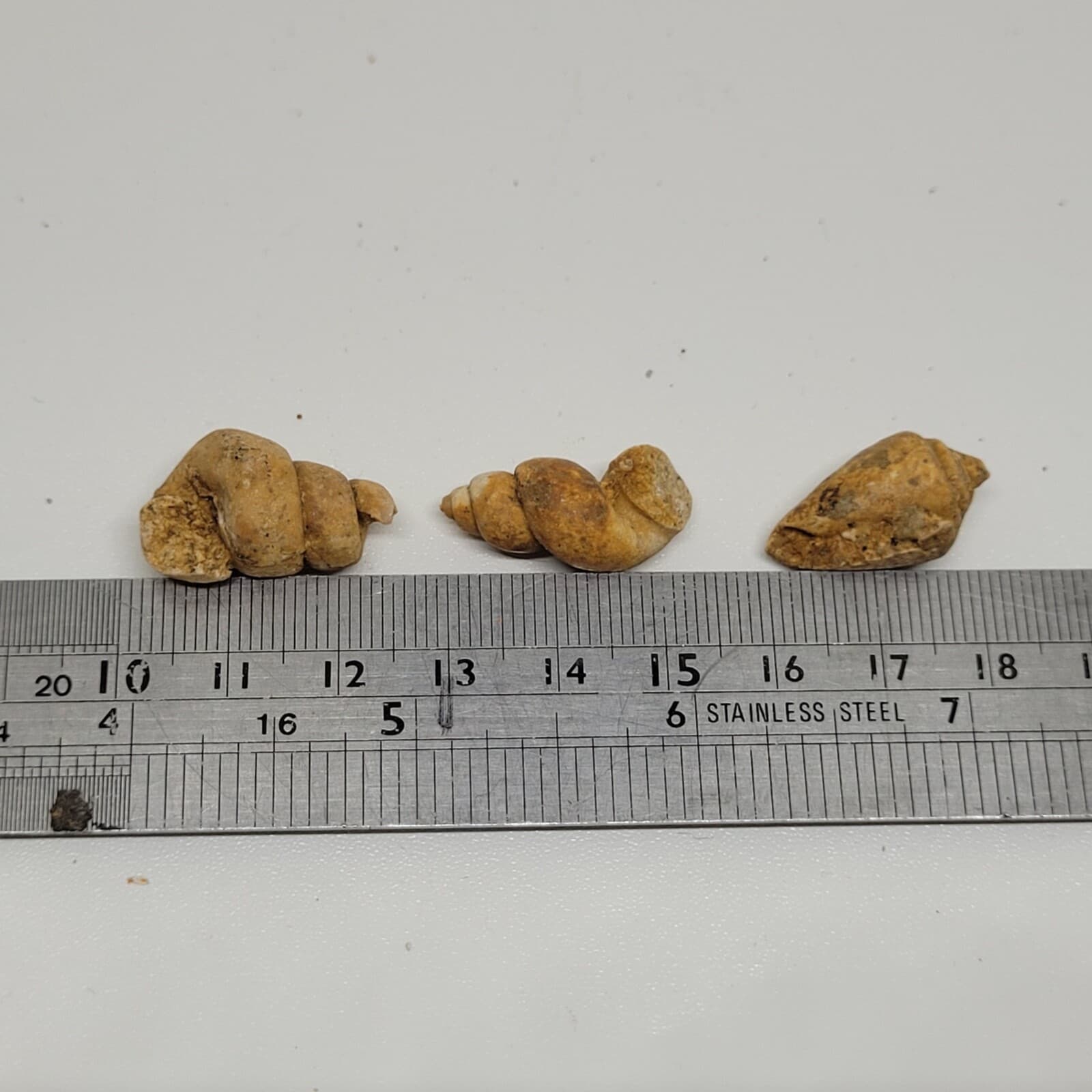 9 gr Indonesia NATURAL Rough Gastropod SeaShell Mollusca Fossil Specimen 11-124 3