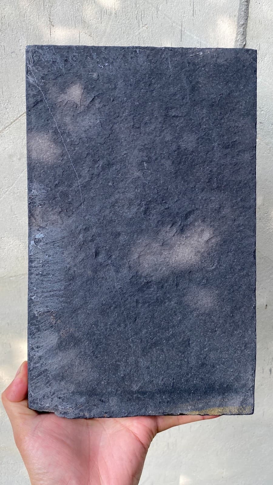 Unique and authentic paleontological fossil, sea lily fossil A701 4