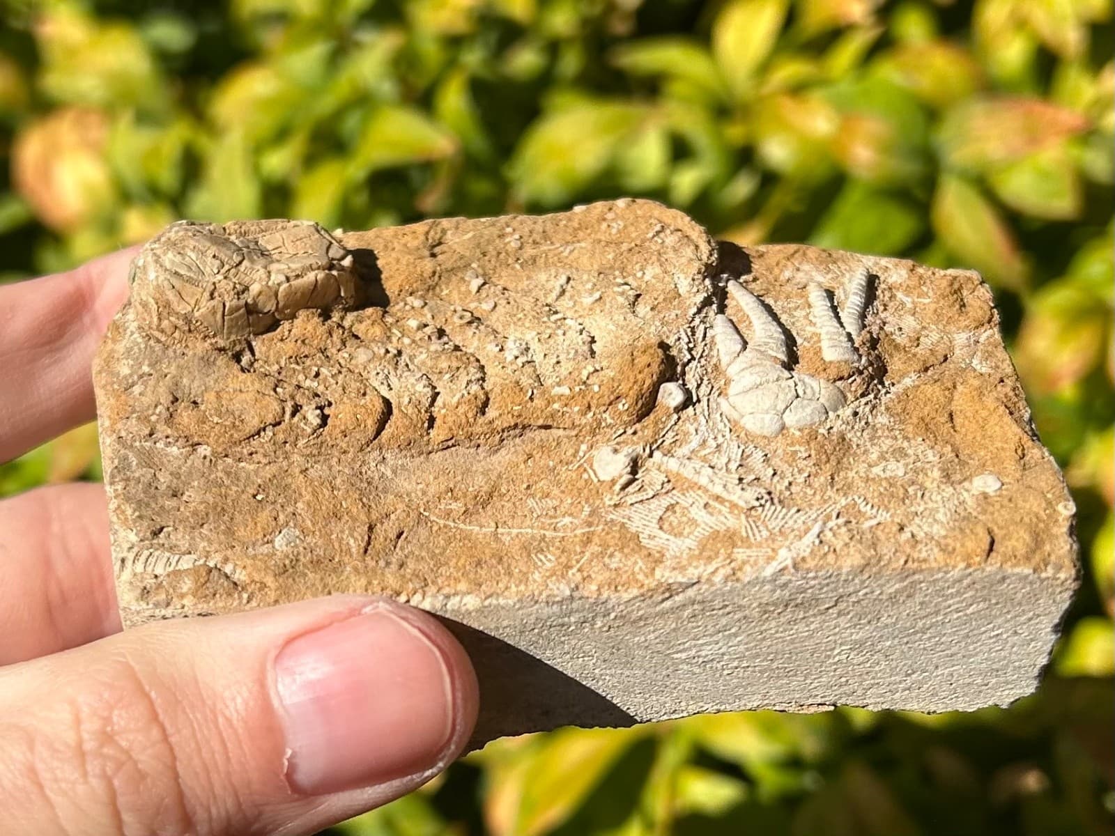 Fossil Crinoid and Blastoid in Matrix Cymbiocrinus Pentremites Alabama 6