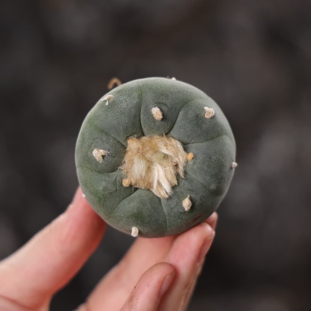 10 Pcs MIni RareSucculent Cactus plant fricii Plant 4CM 3