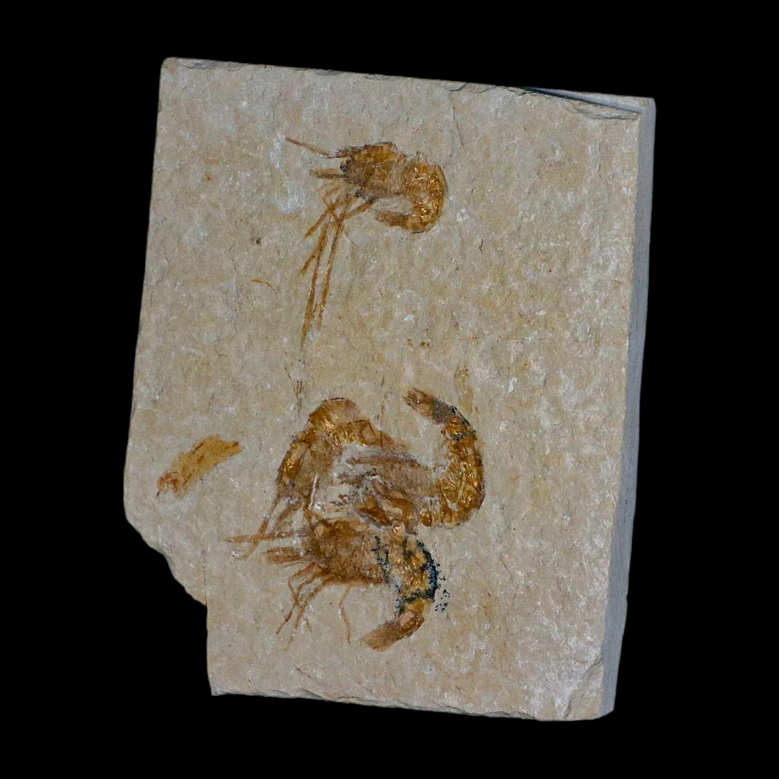 4 Four Fossil Shrimp Carpopenaeus Cretaceous Age 100 Mil Yrs Old Lebanon COA 4