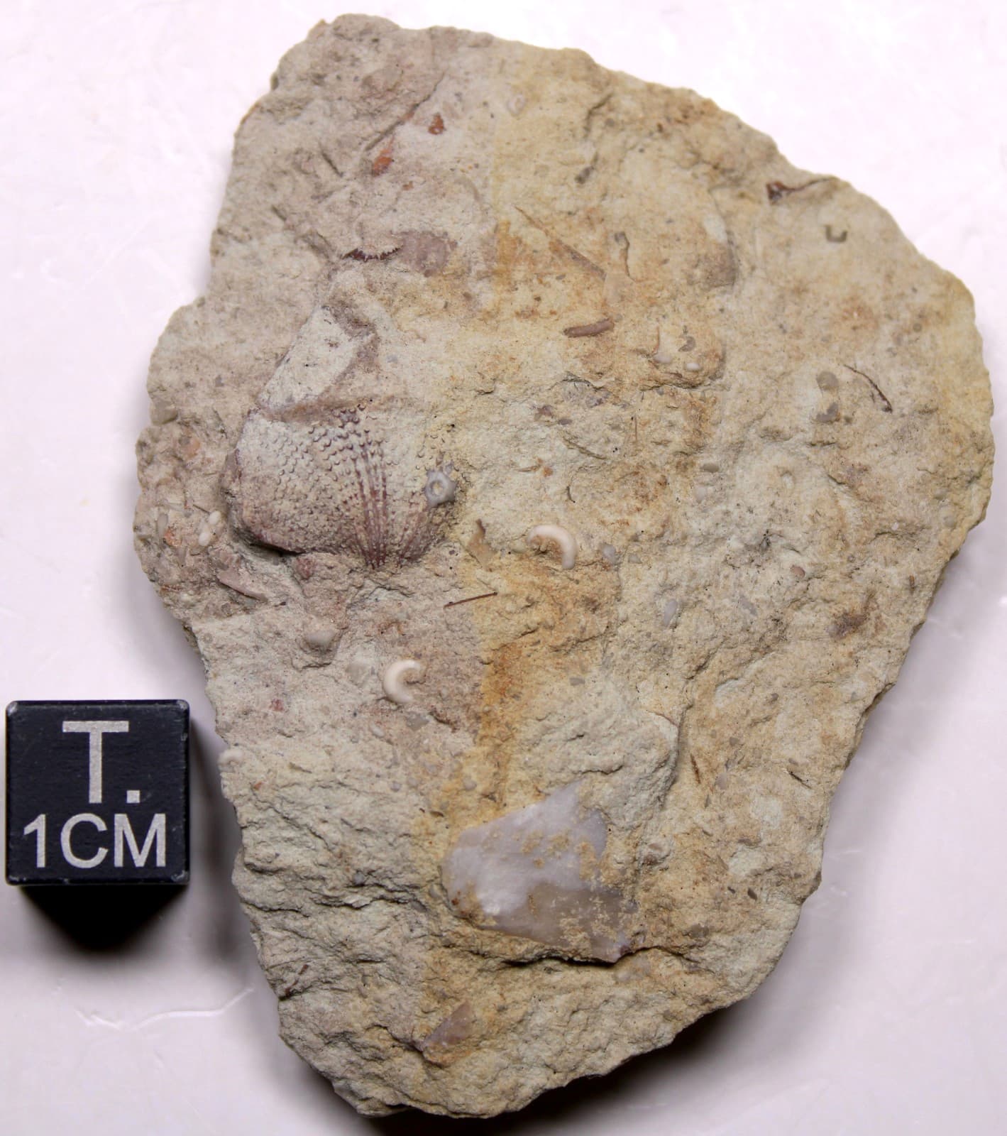 Crinoid Holdfast on Glyptorthis Brachiopod Ordovician Iowa Fossil Maquoketa Fm 3