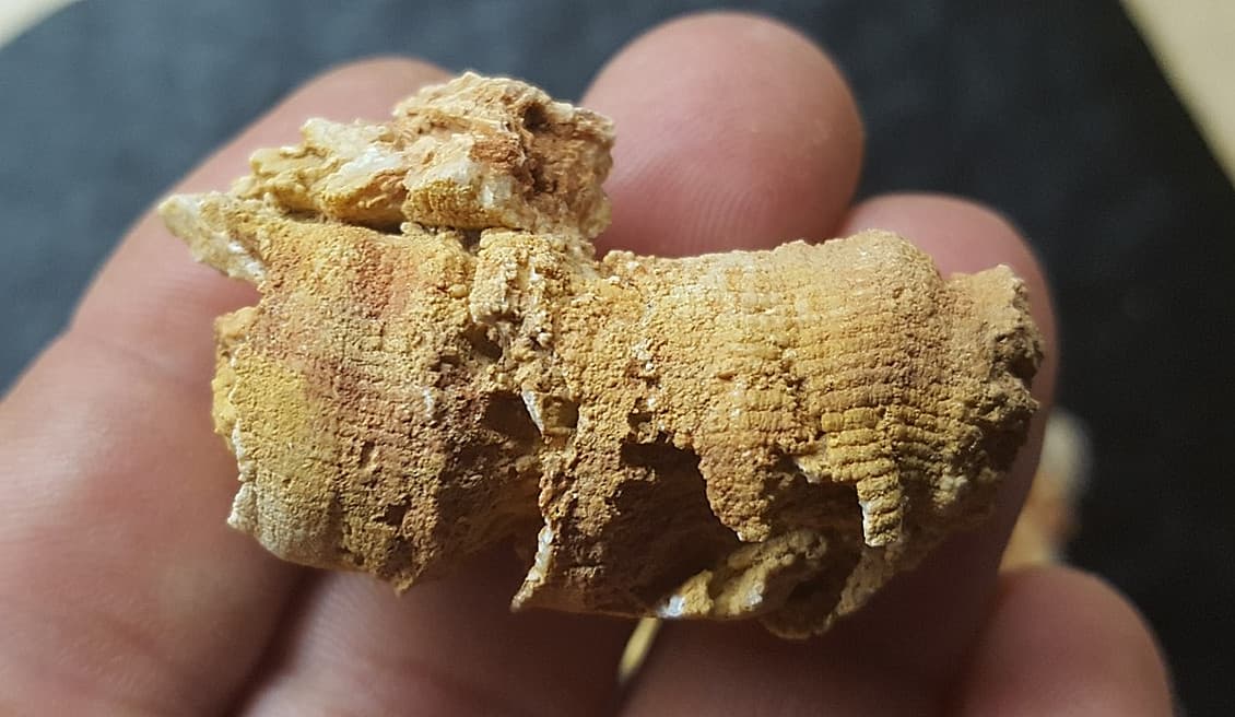 13 Horn Coral Fossils Cheatam Co TN Specimens 3