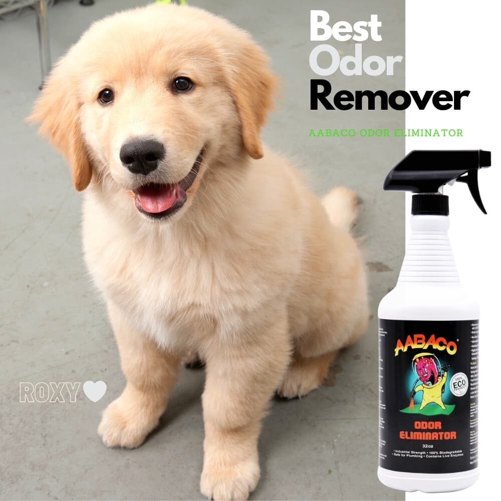 PET ODOR ELIMINATOR AND STAIN REMOVER INDUSTRIAL STRENGTH-ENZYME CLEANER AABACO 5