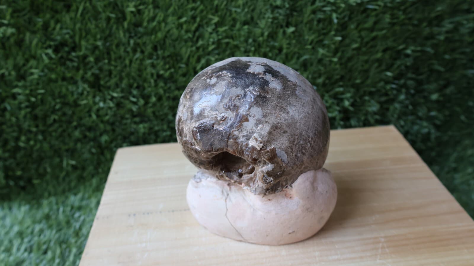 3.5 inch Ammonite Nice Fagesia Ammonite Fossil Moroccan fossils N187 5