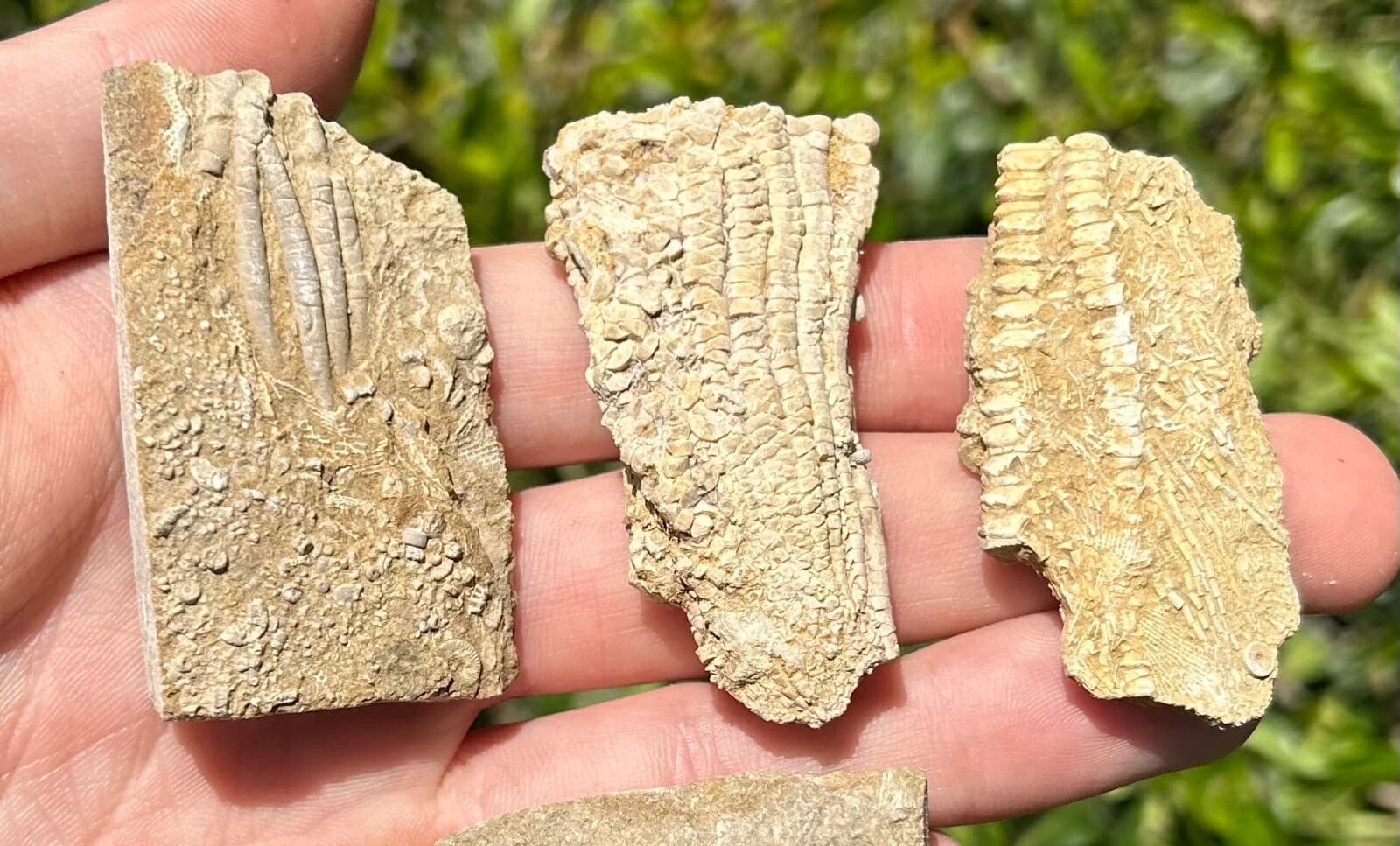 Crinoid Fossils LOT OF 4 Alabama Bangor Limestone Formation 5