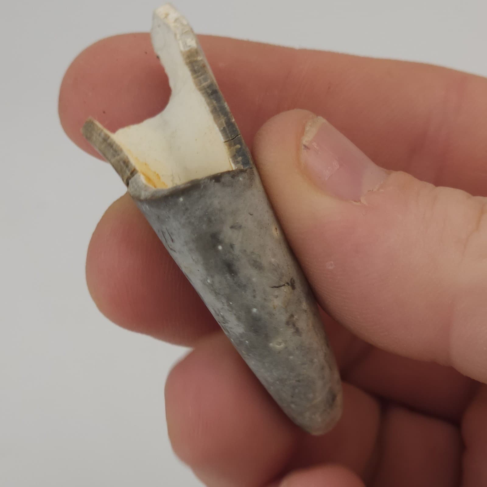 Crab Claw Fossil - Florida  4