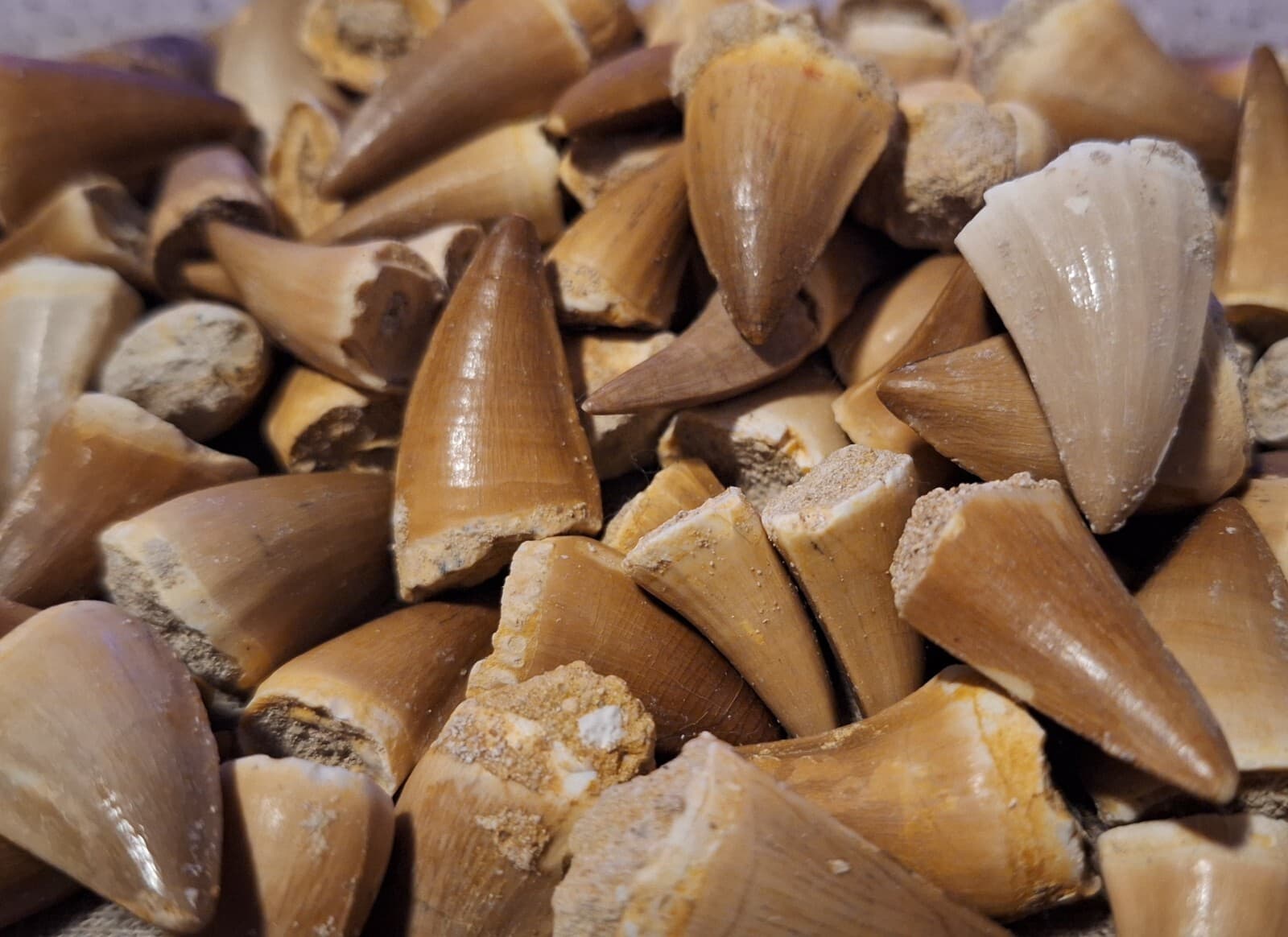 Mosasaur Tooth Avg 1" Fossil Morocco Dinosaur Megalodon Era Teeth