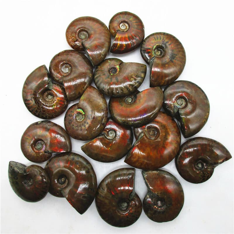 5X Natural Crystal Iridescent Ammonite Ammolite Facet Specimen Snail Fossil 6