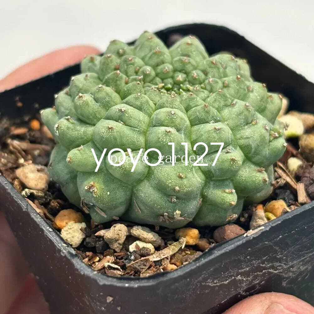 Euphorbia Obesa Hook Astrophytum RareSucculent Plant Garden 3CM 2