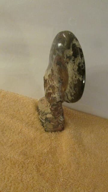 NAUTILUS FOSSIL ROCK 4