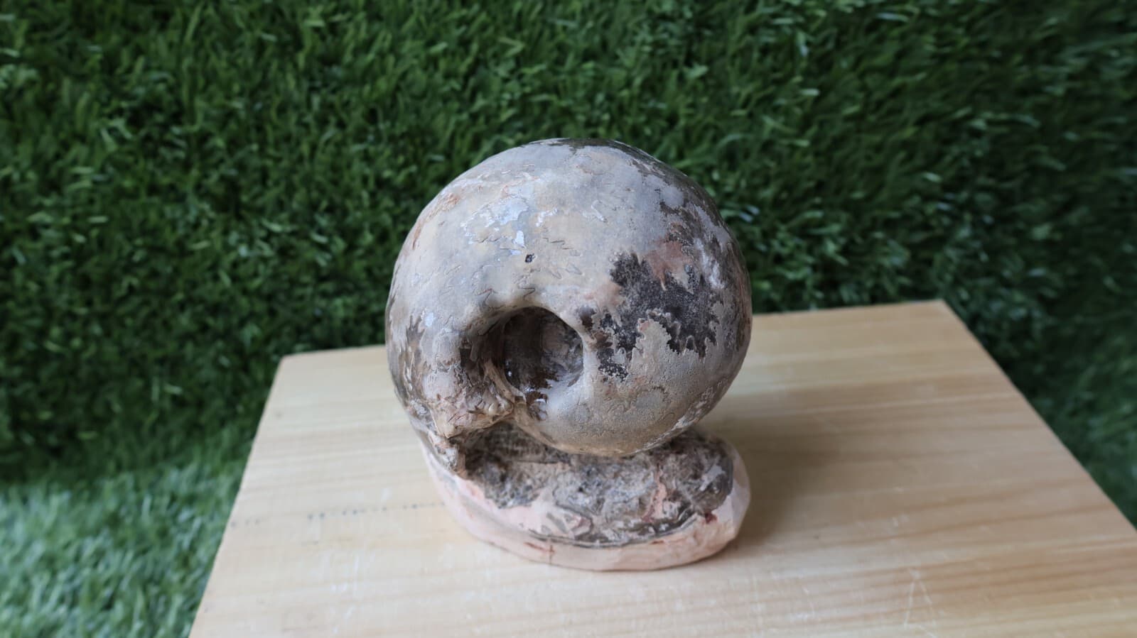 3.5 inch Ammonite Nice Fagesia Ammonite Fossil Moroccan fossils N187 2