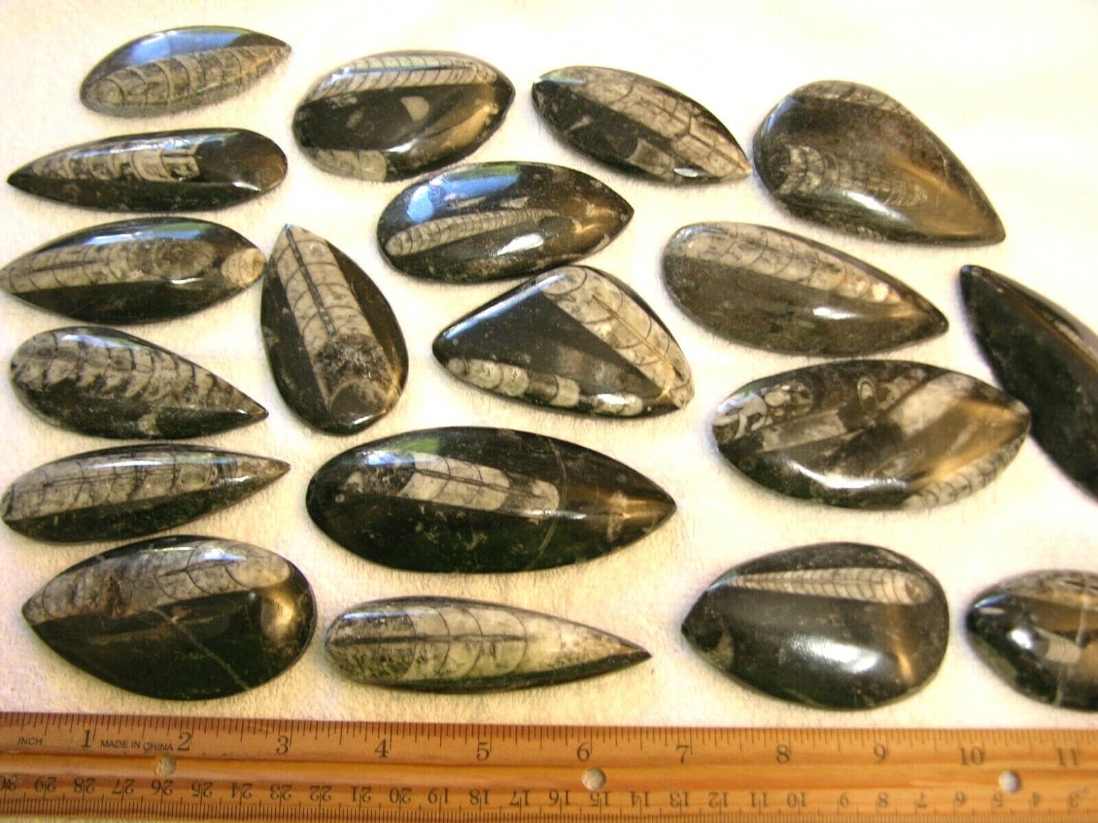 Orthoceras fossils polished mixed size 1-4 inch 5 pound lots free priority ship