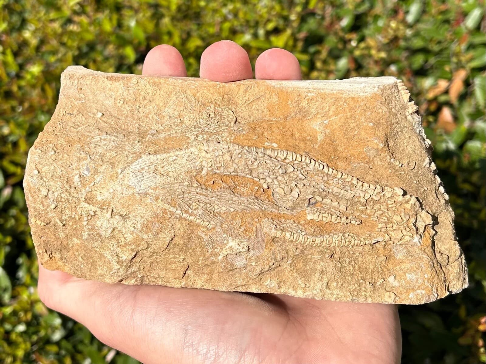 Alabama Fossil Crinoid in Matrix Phacelocrinus Bangor Limestone Formation 3