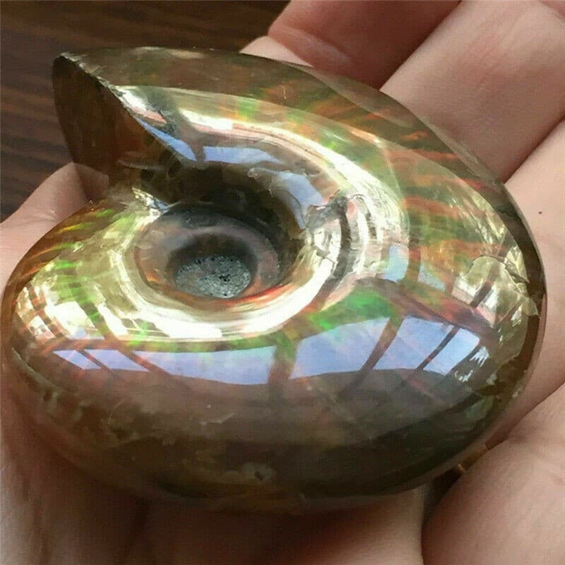 Natural Crystal Iridescent Ammonite Ammolite Facet Specimen Fossil Madagascar @ 5