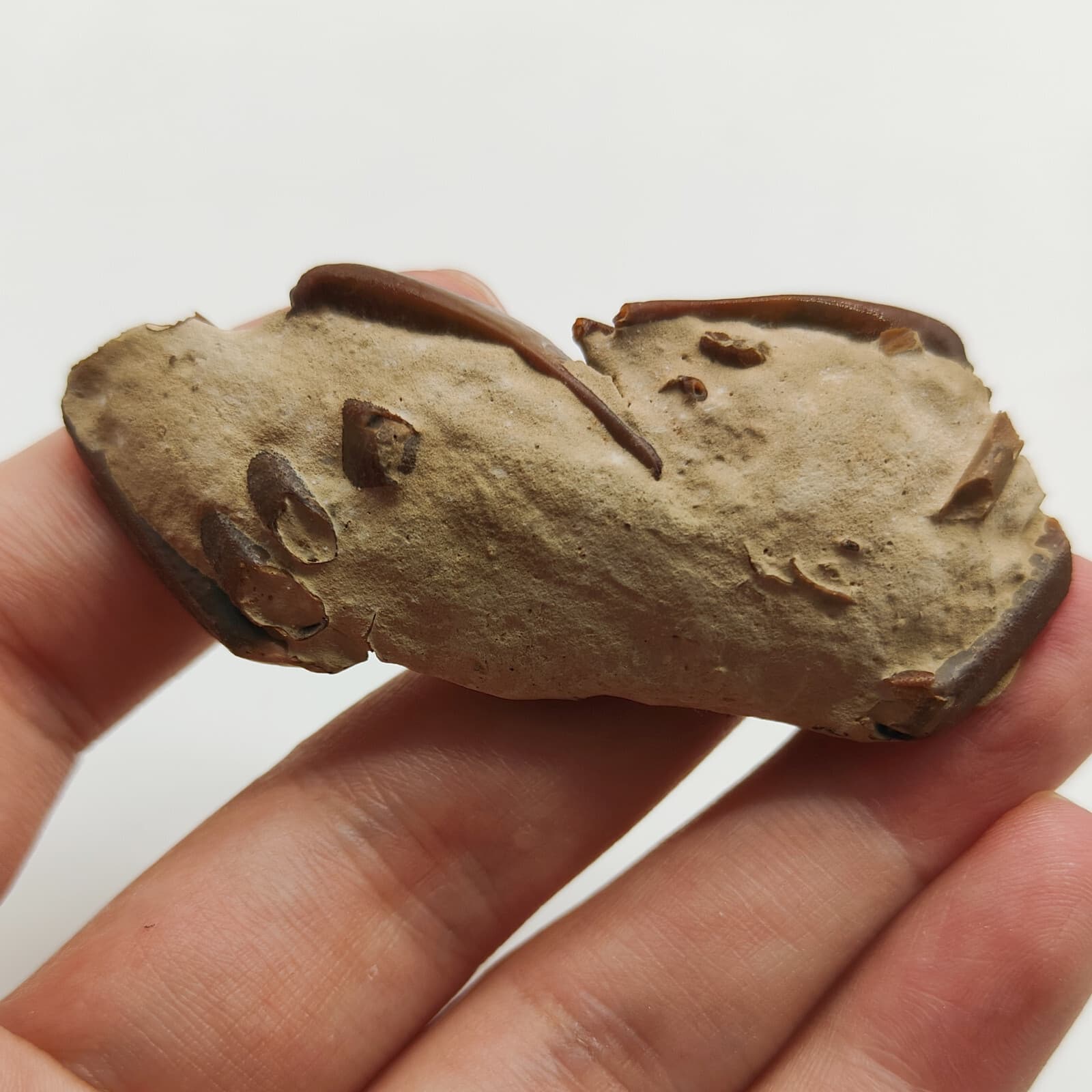 Jurassic Natural Crab animals Fossils Dinosaur Age 5