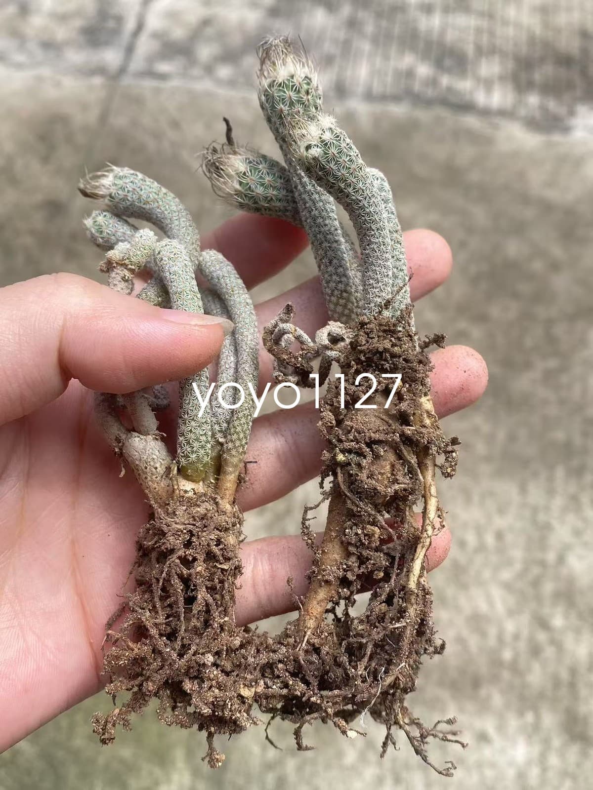 2PCS Multi Heads Turbinicarpus pseudomacrochele subs. Krainzianus cv. lilliput 2