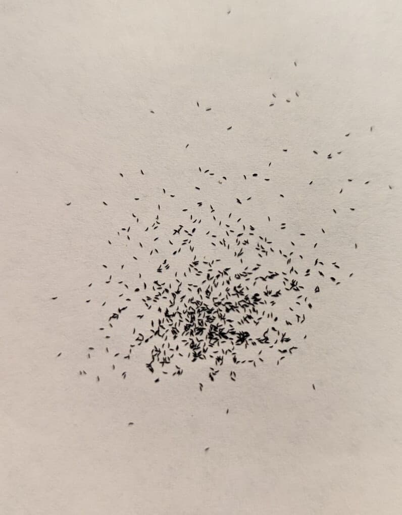 250+ Drosera capensis Cape sundew carnivorous plant seeds!