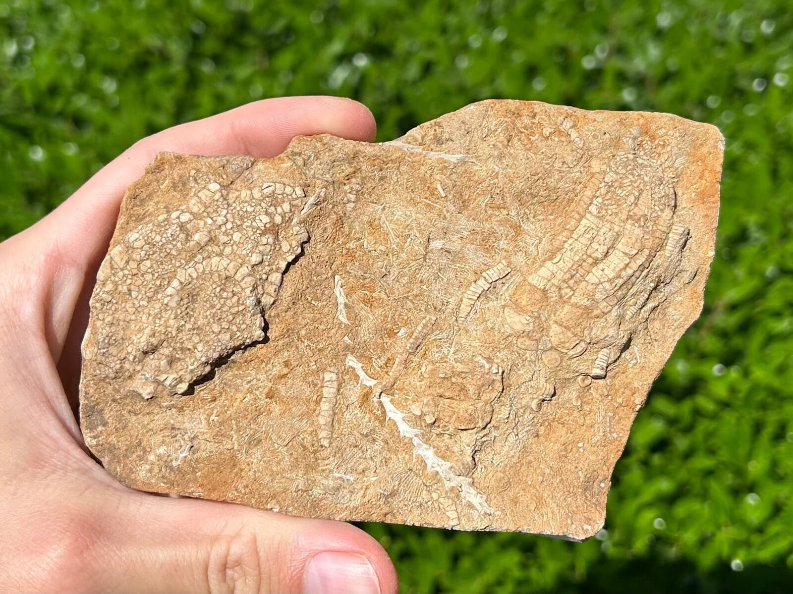 DOUBLE Crinoid Fossils in Matrix Onychocrinus and Phanocrinus Alabama Bangor Fm 5