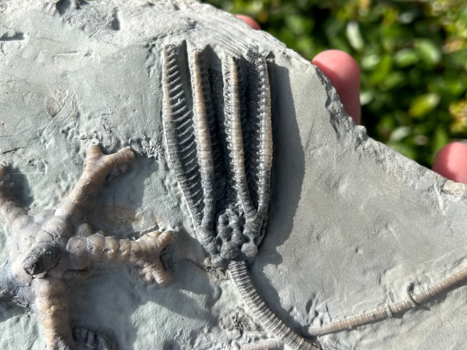 SUPERB Fossil Crinoid Plate Decadocrinus Onychocrinus Indiana Edwardsville Fm 3