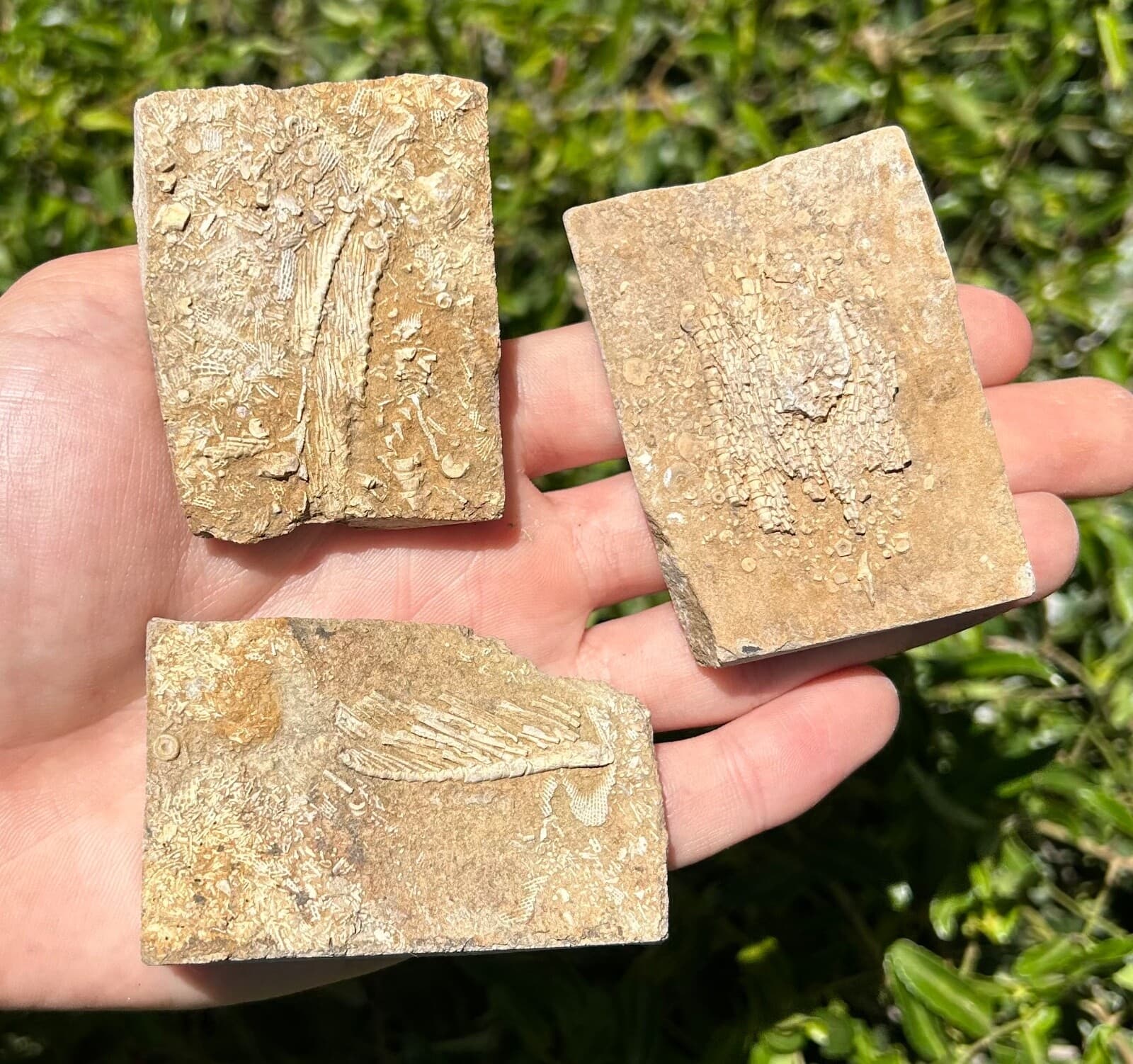 Crinoid Fossils in Matrix LOT OF 3 Alabama Bangor Limestone Formation 4