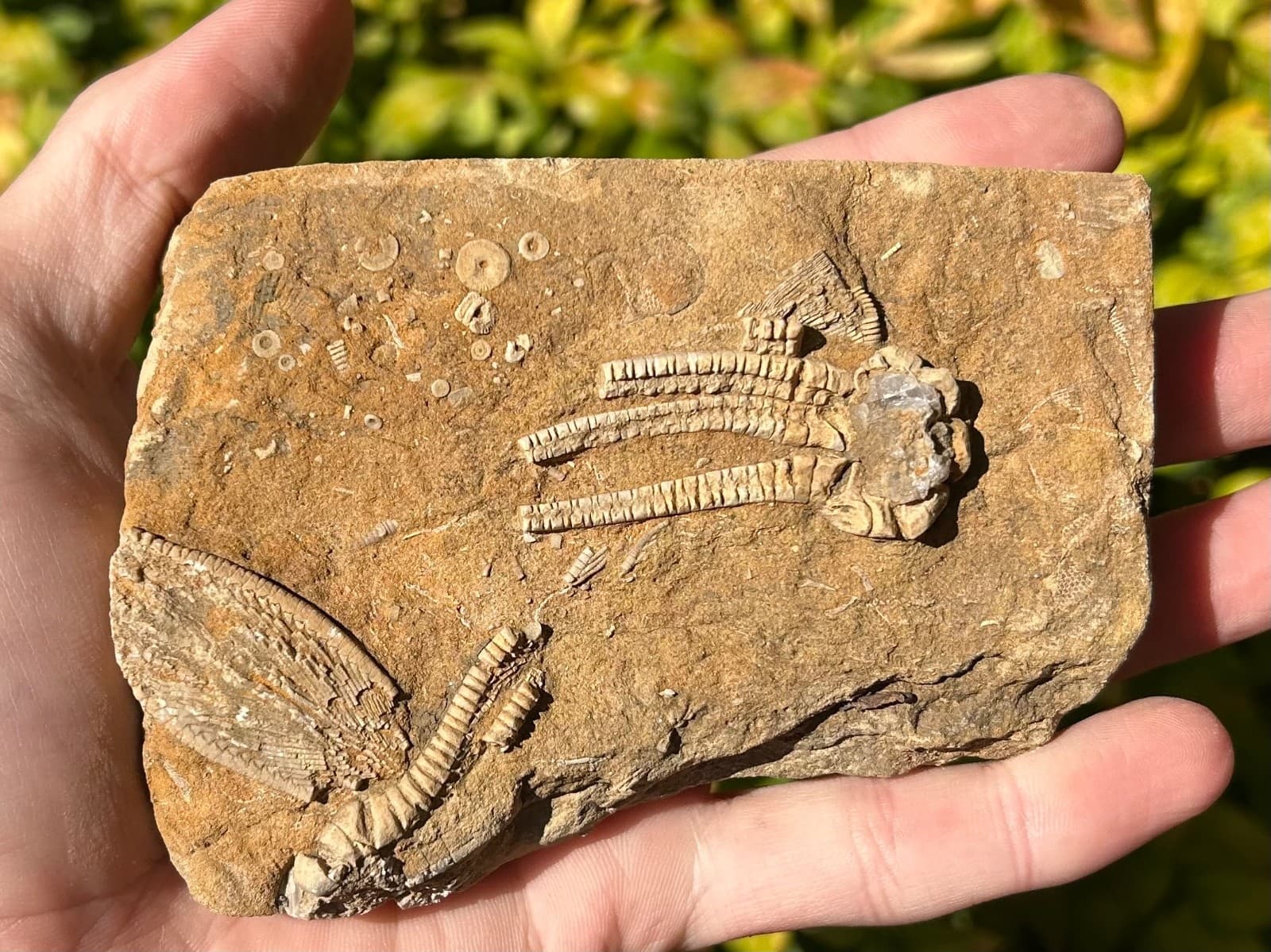 TRIPLE Fossil Crinoids in Matrix Phanocrinus Alabama Bangor Formation 4