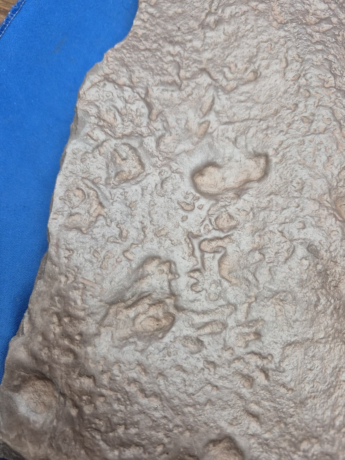 RARE Sponge-like Animal Fossils 4