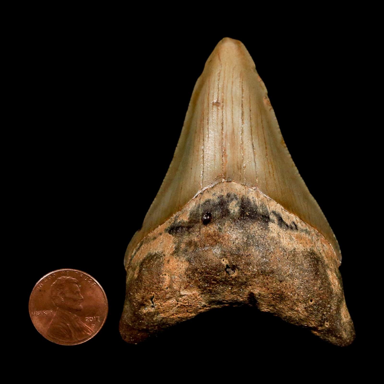 2.8" Quality Megalodon Shark Tooth Serrated Fossil Natural Miocene Age COA 3