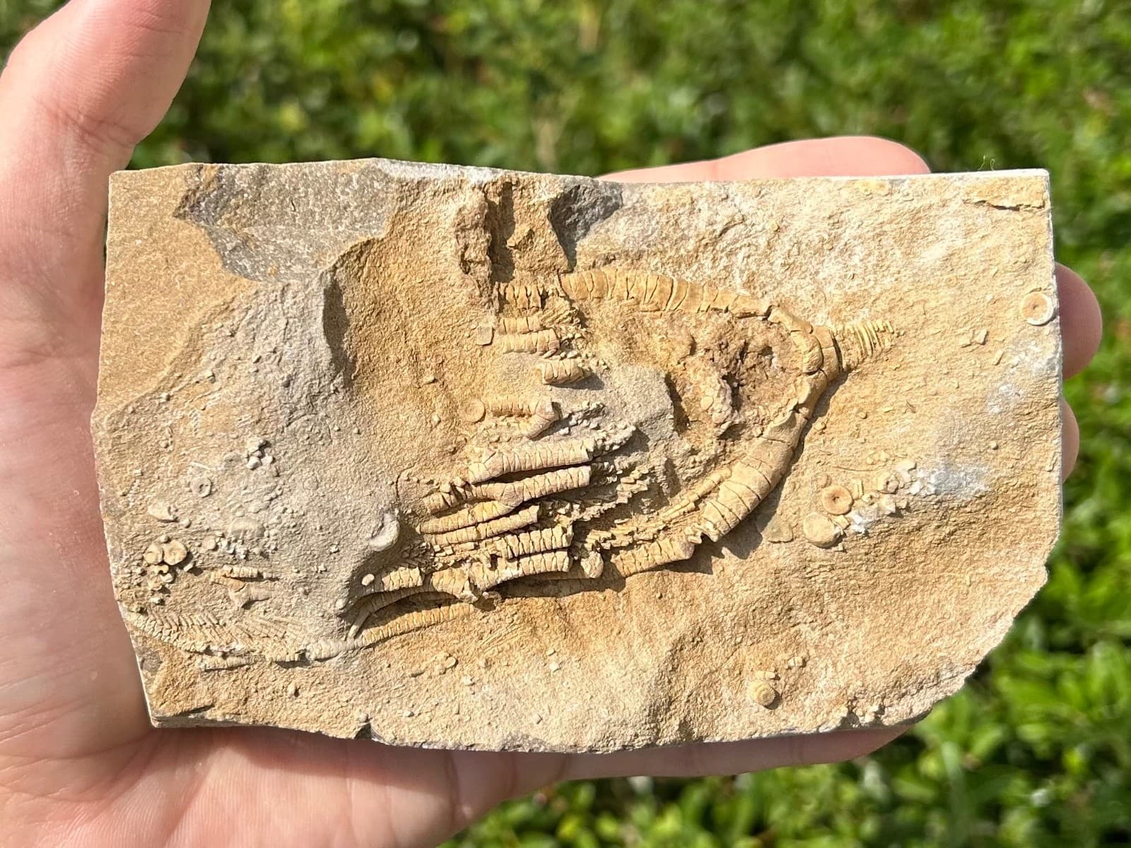 Fossil Crinoid in Matrix Rhopocrinus Alabama Bangor Limestone Formation 6